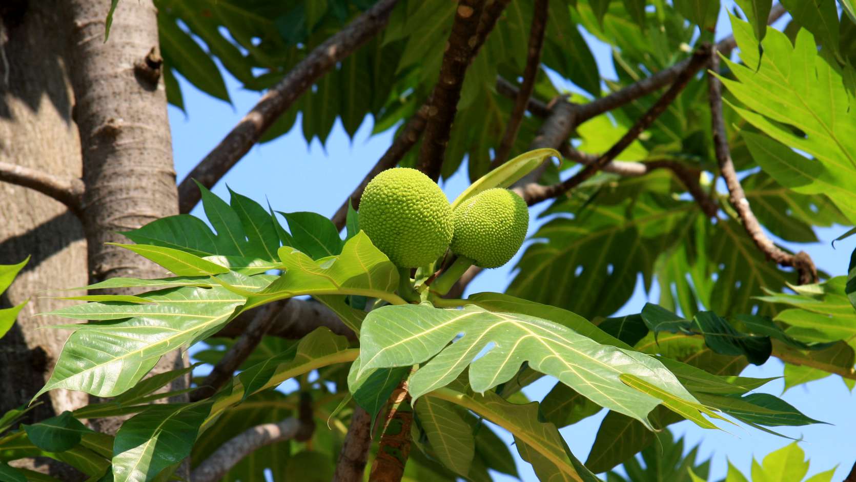 Bread Fruit Tree (Artocarpus Altilis)