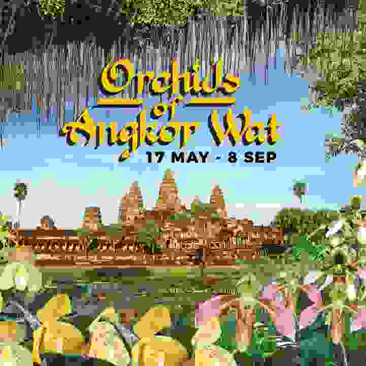 Orchids of Angkor Wat&#8203;