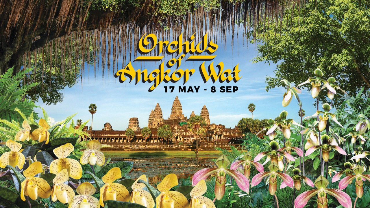 Orchids of Angkor Wat​